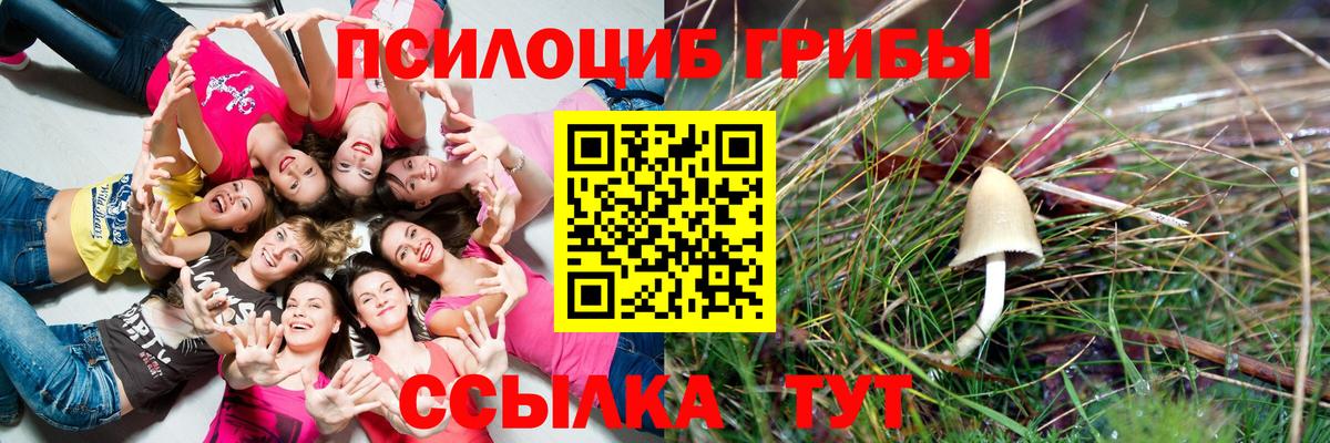 Галлюциногенные грибы Psilocybe Белорецк